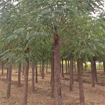 煙臺(tái)刺槐樹種植方法,刺槐規(guī)格齊全