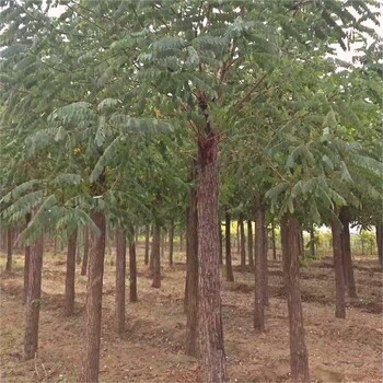 烟台刺槐树种植方法,刺槐规格齐全