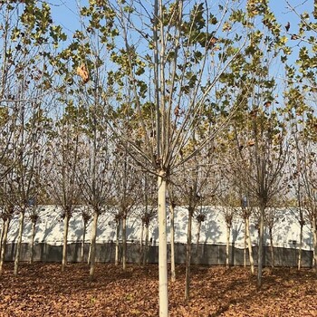 保定法桐樹苗種植技術(shù),出售25公分法桐