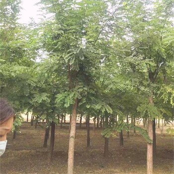 煙臺刺槐樹種植方法,刺槐規(guī)格