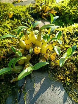 芜湖霍山石斛苗哪里能买到