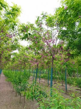 潍坊香花槐种植方法,香花槐8-9-10公分