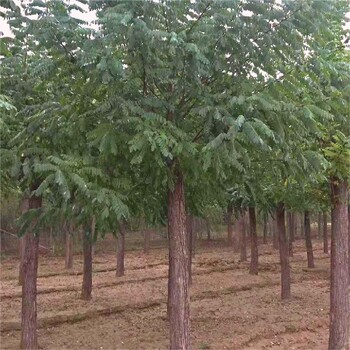 烟台刺槐树种植方法,刺槐规格