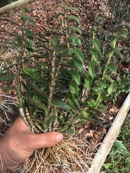 六安石斛苗种植