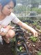 宿州铁皮石斛苗的种植方法产品图