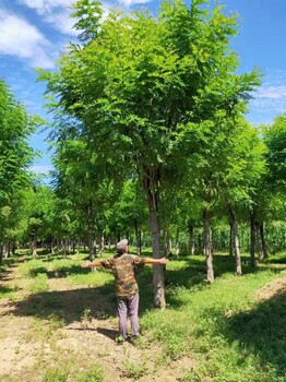 潍坊香花槐种植方法,香花槐8-9-10公分