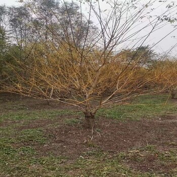 珠海金枝槐种植技术,自家基地-成活率高