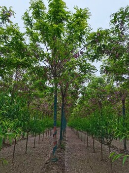 太原香花槐苗種植,香花槐8-9-10公分