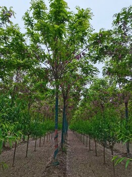 潍坊香花槐种植方法,香花槐8-9-10公分