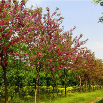 珠海香花槐種植技術(shù),河道公路綠化