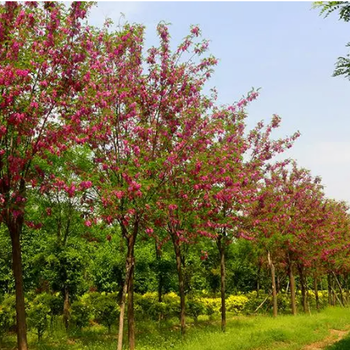 珠海香花槐苗批发价格,苗圃苗木嫁接