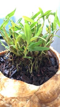 馬鞍山霍山石斛苗瓶苗