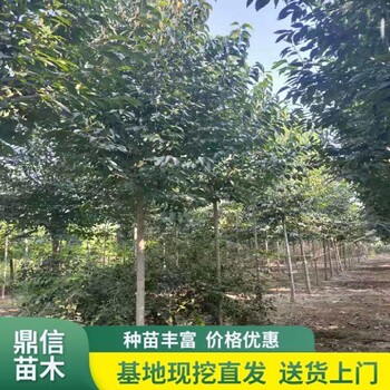 太原杜仲树苗电话,别墅小区绿化栽植树