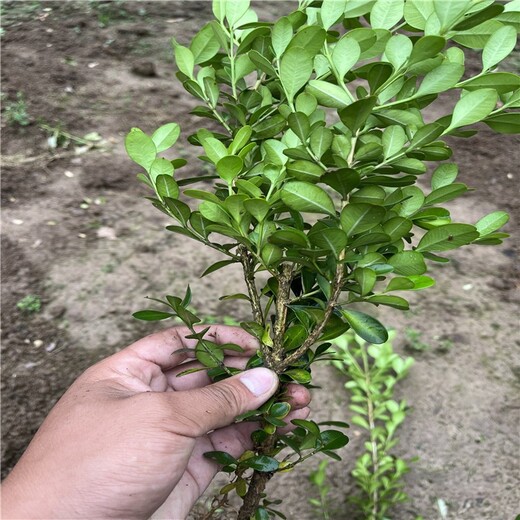 漯河豆瓣黃楊產(chǎn)地