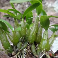 亳州霍山石斛苗的種植方法圖片