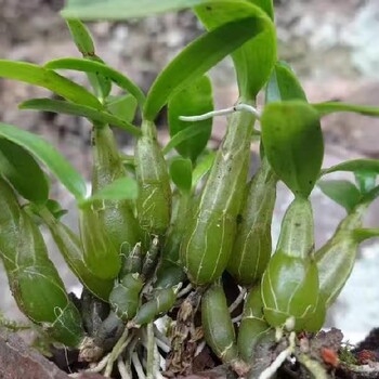 池州霍山石斛苗的真伪