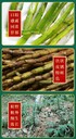 怎樣用破壁機(jī)打干石斛