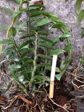 宿州霍山石斛苗的辨認(rèn)方法圖片
