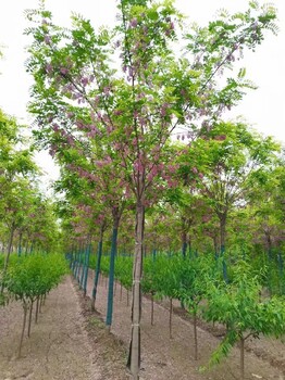 惠州香花槐批發價格,常用綠化苗木