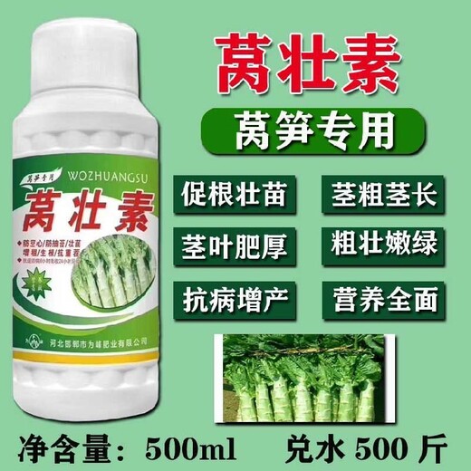 萵筍三控萵筍葉面肥增產(chǎn)多少,為峰肥業(yè)萵苣水溶肥