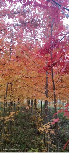 大连绿化苗圃出售紫叶稠李