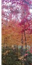 莊河美國(guó)紅楓美國(guó)紅楓苗圃