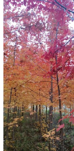 莊河哪里有出售變色好美國紅楓