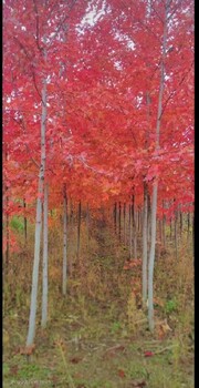 中山綠化苗圃出售黃楊圍籬