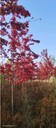 鞍山哪里有東方美國(guó)紅楓