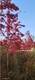 美国红枫苗圃图