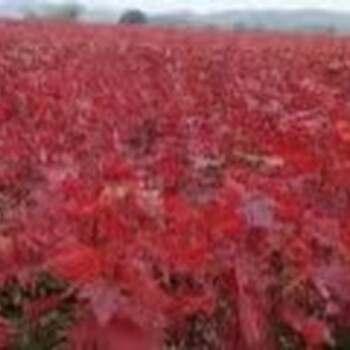 遼寧本溪哪里有東方美國(guó)紅楓