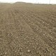 汕頭腐熟牛糞加工廠圖