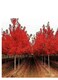 西崗耐寒抗凍美國紅楓紅楓價格產品圖