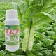 萵筍粗直長萵筍葉面肥圖