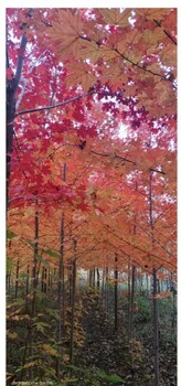 长兴岛绿化苗圃出售紫叶稠李