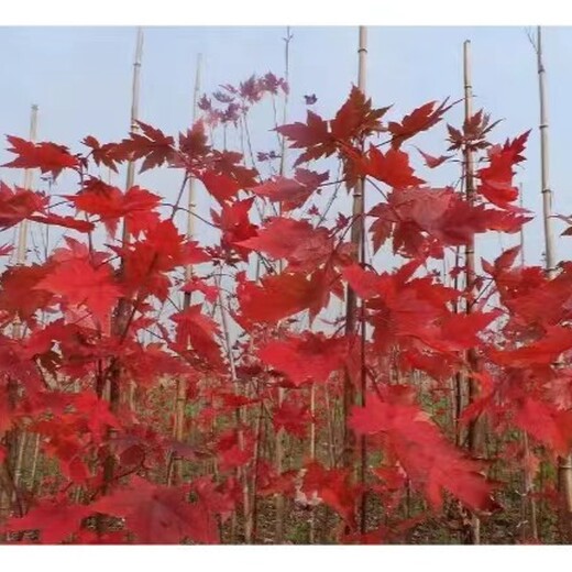 朝阳耐寒抗冻美国红枫红枫苗圃