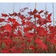 美國紅楓價格圖