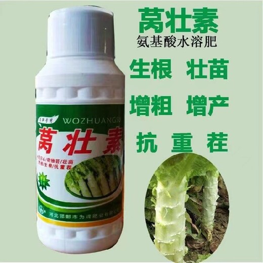 萵筍粗直長(zhǎng)萵筍葉面肥廠家批發(fā),萵筍高產(chǎn)藥廠家
