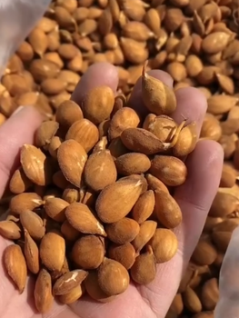 陽江供應毛桃種子批發