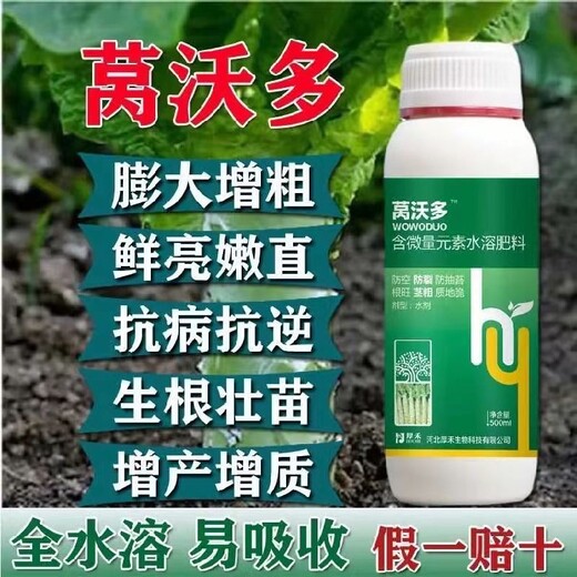 萵筍粗直長萵筍葉面肥好不好,萵苣不發(fā)粗怎么辦