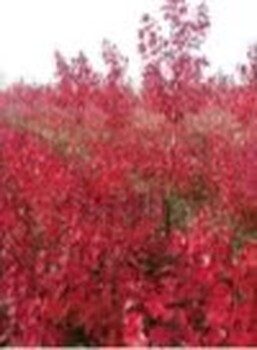 中山綠化苗圃出售黃楊圍籬