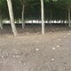 蚯蚓土圖