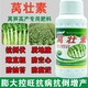 萵壯素圖