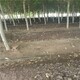 蚯蚓糞有機(jī)肥圖