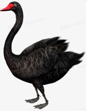 南京黑天鵝多少錢多少錢批發價格圖片
