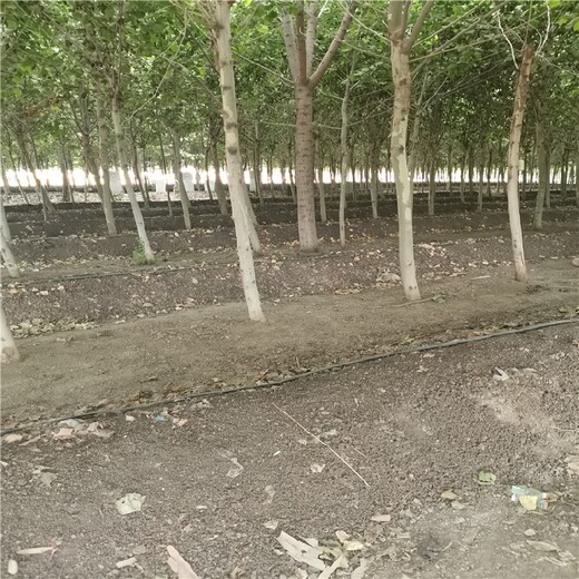 唐山蚯蚓土多少錢一噸,蚯蚓糞