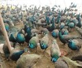 重慶孔雀養殖基地，養殖孔雀經濟效益