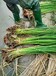 扬州水生植物种植香蒲种苗成活率高