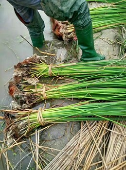 安康水生植物种植香蒲种苗种植公司