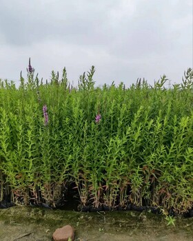 巫溪包成活千屈菜種植公司